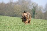 BRIARD 152